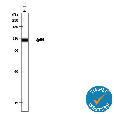 Simple Western lane view shows lysates of HeLa human cervical epithelial carcinoma cell line, loaded at 0.5 mg/mL. A specific band was detected for gp96/HSP90B1 at approximately 108 kDa (as indicated) using 2 µg/mL of Mouse Anti-Human gp96/HSP90B1 Monoclonal Antibody (Catalog # MAB7606). This experiment was conducted under reducing conditions and using the 12-230 kDa separation system. 