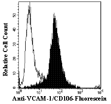 Anti-human VCAM-1/CD106 staining of HUT-78 cells using either isotype control (Catalog # IC003F; open histogram) or with anti-VCAM 1-Fluorescein (Catalog # BBA22; filled histogram).