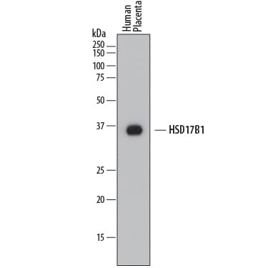 Western blot shows lysates of human placenta tissue. PVDF membrane was probed with 0.25 µg/mL of Mouse Anti-Human 17  beta -HSD1/HSD17B1 Monoclonal Antibody (Catalog # MAB7178) followed by HRP-conjugated Anti-Mouse IgG Secondary Antibody (Catalog # HAF018). A specific band was detected for 17  beta -HSD1/HSD17B1 at approximately 35 kDa (as indicated). This experiment was conducted under reducing conditions and using Immunoblot Buffer Group 1.