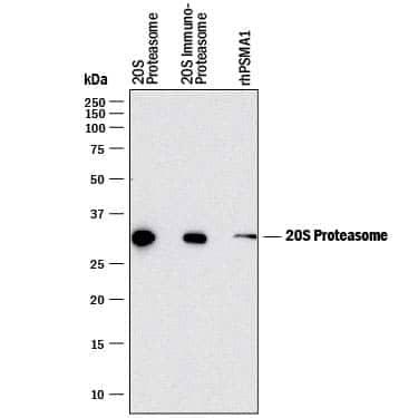 Western Blot 20S Proteasome Antibody (863437) [Unconjugated]