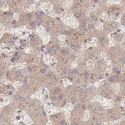 Immunohistochemistry-Paraffin: 26S proteasome subunit 9 Antibody [NBP2-47560] - Staining of human liver.