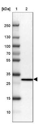 Western Blot: 26S proteasome subunit 9 Antibody [NBP2-47560] - Lane 1: Marker  [kDa] 250, 130, 100, 70, 55, 35, 25, 15, 10.  Lane 2: Human cell line MCF-7