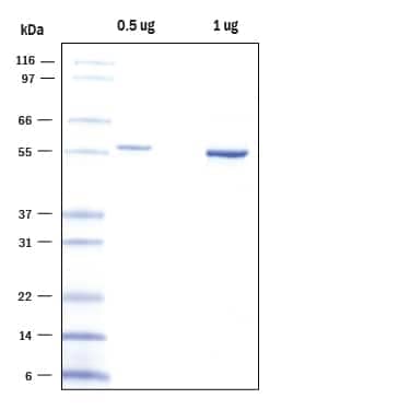 0.5 μg and 1 μg of Recombinant SARS-CoV-2 Papain-like Protease (Catalog # E-611) was resolved with SDS-PAGE under reducing conditions and visualized by colloidal Coomassie Blue staining, showing a band at 57 kDa.