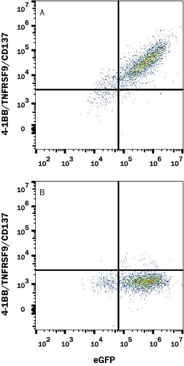 HEK293 human embryonic kidney cell line transfected with either (A) human 4-1BB/TNFRSF9/CD137 or (B) irrelevant protein, and eGFP was stained with Rabbit Anti-Human 4-1BB/TNFRSF9/CD137 Monoclonal Antibody (Catalog # MAB8381) followed by APC-conjugated Goat-anti Rabbit IgG secondary antibody (F0111). Quadrant markers were set based on control antibody staining (MAB1050). View our protocol for Staining Membrane-associated Proteins.