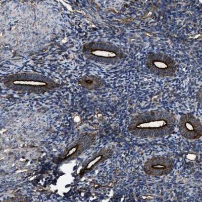 Immunohistochemistry-Paraffin: 5'-Nucleotidase/CD73 Antibody [NBP1-85740] - Staining of human endometrium shows strong membranous positivity in glandular cells.