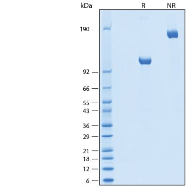 2 μg/lane of Recombinant Human LRP-1 Cluster IV Fc Chimera Protein (Catalog # 5395-L4B) was resolved with SDS-PAGE under reducing (R) and non-reducing (NR) conditions and visualized by Coomassie® Blue staining, showing bands at 100-120 kDa and 200-240 kDa, respectively.