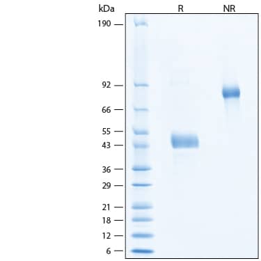 2 μg/lane of Recombinant Mouse TGF-beta RI/ALK-5 Fc Chimera Protein (Catalog # 587-RIB) was resolved with SDS-PAGE under reducing (R) and non-reducing (NR) conditions and visualized by Coomassie® Blue staining, showing bands at 40-50 kDa and 80-100 kDa, respectively.