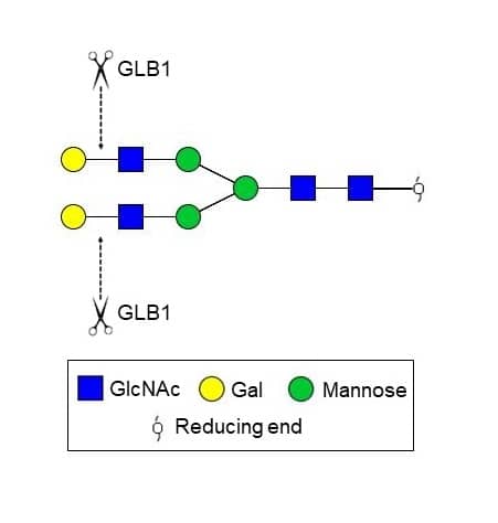 Recombinant Human beta-Galactosidase-1/GLB1 Protein, CF (Catalog # 6464-GH) removes terminal galactose residues from various glycolipids, glycoproteins, and glycosaminoglycans.