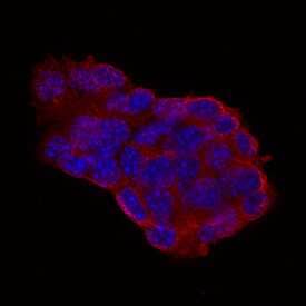 Glucagon was detected in immersion fixed beta TC-6 mouse beta cell insulinoma cell line using 10 µg/mL Human/Mouse Glucagon NorthernLights™-557 Conjugated Monoclonal Antibody (Catalog # NL1249R) for 3 hours at room temperature. Cells were stained (red) and counterstained with DAPI (blue). View our protocol for Fluorescent ICC Staining of Cells on Coverslips.