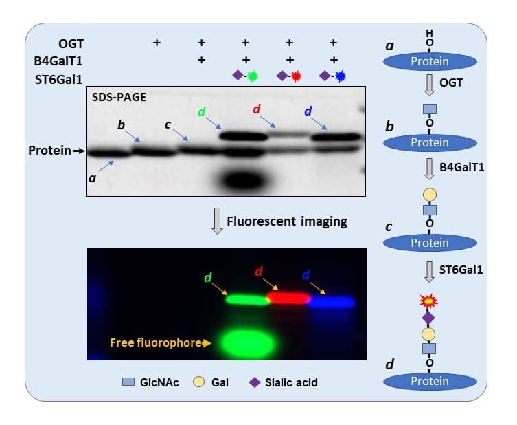 O-GlcNAc was first introduced to Recombinant Human Casein Kinase 2 alpha Protein, CF (7957-CK) and then elongated by Recombinant Human B4GalT1 Protein, CF (3609-GT) and finally labeled by Recombinant Human ST6GAL1 (aa 44-406) Protein, CF (7620-GT) with different fluorophore-conjugated sialic acids. Samples were separated on 4-20% SDS-PAGE and visualized for protein with trichloroacetic acid imaging (upper panel) and fluorescent imaging (lower panel). From lane 4 to 6, O-GlcNAcylated rhCK2 was labeled with CMP-Cy3-Neu5Ac (d)  (ES402), CMP-Cy5-Neu5Ac (d) (ES302) and CMP-AlexaFluor 488-Neu5Ac (d), respectively. Cy3 and AlexaFluor 488 have additional absorbance in TCE image, therefore resulting extra band intensities on the labeled bands. More information on O-GlcNAc labeling can be found at O-GlcNAc/O-GalNAc Labeling Reagents.