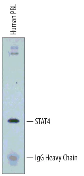 STAT4 was immunoprecipitated from lysates (1 x 106- 107cells) of human peripheral blood lymphocytes (PBL) following incubation with 3 µg Human/Mouse STAT4 Polyclonal Antibody (Catalog # PA-ST4) for 1 hour at 2 - 8 ºC. STAT4-antibody complexes were absorbed using Protein A Immunoprecipitin (Life Technologies). Immunoprecipitated STAT4 was detected by Western blot using a 1:2000 dilution of Human/Mouse STAT4 Polyclonal Antibody (Catalog # PA-ST4). View our recommended buffer recipes for immunoprecipitation.