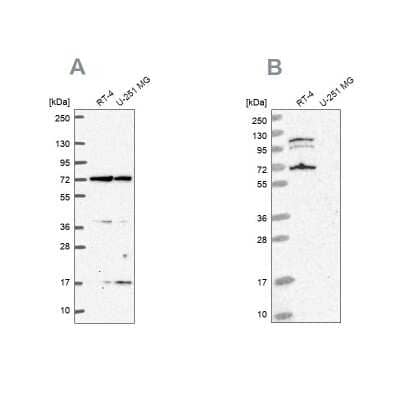 A-RAF Antibody (NBP2-49479): Novus Biologicals