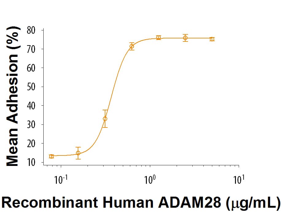 Recombinant Human ADAM28 (Catalog # 9325-AD) induces adhesion of Jurkat human acute T cell leukemia cells. The ED50 for this effect is 0.250-2.50 μg/mL.