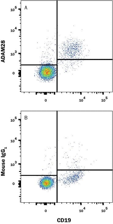 Human PBMC were stained with (A) Mouse Anti-Human ADAM28 Monoclonal Antibody (Catalog # MAB93252) or (B) Mouse IgG1 Isotype Control (Catalog # MAB002) followed by PE-conjugated Anti-Mouse IgG Secondary Antibody (Catalog # F0102B) and Mouse Anti-Human CD19 APC-conjugated Monoclonal Antibody (Catalog # FAB4867A). View our protocol for Staining Membrane-associated Proteins.