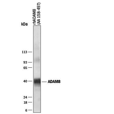 Western blot shows Recombinant Human ADAM8 aa 158-497 (Catalog # 1031-AD). PVDF membrane was probed with 1 µg/mL of Mouse Anti-Human ADAM8 Monoclonal Antibody (Catalog # MAB1031) followed by HRP-conjugated Anti-Mouse IgG Secondary Antibody (Catalog # HAF018). A specific band was detected for ADAM8 aa158-497 at approximately 40 kDa (as indicated). This experiment was conducted under reducing conditions and using Immunoblot Buffer Group 1.