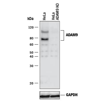 <b>Genetic Strategies Validation. </b>Western blot shows lysates of HeLa human cervical epithelial carcinoma parental cell line and ADAM9 knockout HeLa cell line (KO). PVDF membrane was probed with 1 µg/mL of Goat Anti-Human ADAM9 Ectodomain Antigen Affinity-purified Polyclonal Antibody (Catalog # AF939) followed by HRP-conjugated Anti-Sheep IgG Secondary Antibody (Catalog # HAF016). Specific bands were detected for ADAM9 at approximately 78 and 110 kDa (as indicated) in the parental HeLa cell line, but is not detectable in knockout HeLa cell line. GAPDH (Catalog # AF5718) is shown as a loading control. This experiment was conducted under reducing conditions and using Immunoblot Buffer Group 1.