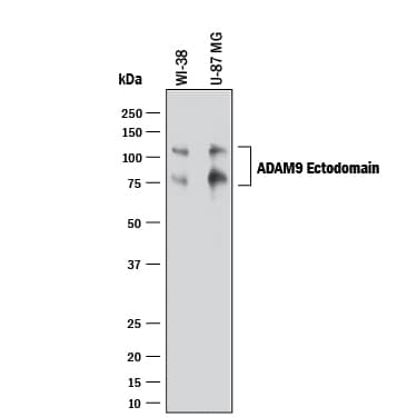 Western blot shows lysates of WI-38 human lung fibroblast cell line and U-87 MG human glioblastoma/astrocytoma cell line. PVDF membrane was probed with 1 µg/mL of Goat Anti-Human ADAM9 Ectodomain Antigen Affinity-purified Polyclonal Antibody (Catalog # AF939) followed by HRP-conjugated Anti-Goat IgG Secondary Antibody (Catalog # HAF017). Specific bands were detected for ADAM9 at approximately 110 and 80 kDa (as indicated). This experiment was conducted under reducing conditions and using Immunoblot Buffer Group 1.