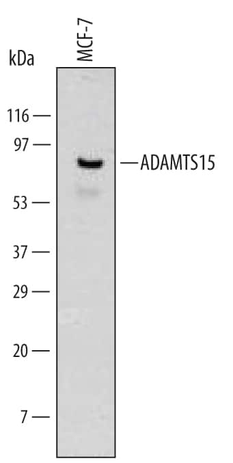 Western blot shows lysates of MCF-7 human breast cancer cell line. PVDF Membrane was probed with 2 µg/mL of Human ADAMTS15 Monoclonal Antibody (Catalog # MAB5149) followed by HRP-conjugated Anti-Mouse IgG Secondary Antibody (Catalog # HAF007). A specific band was detected for mature ADAMTS15 at approximately 75 kDa (as indicated). This experiment was conducted under reducing conditions and using Immunoblot Buffer Group 1.