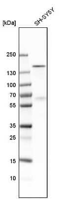 Adnp Antibody Nbp1 89236 Novus Biologicals
