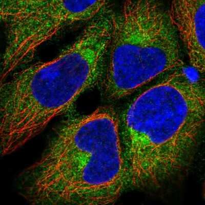 AP1S1 Antibody (NBP2-46862): Novus Biologicals