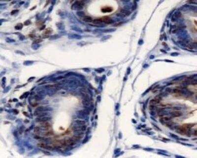 Immunohistochemistry-Paraffin: AG-2 Antibody [NBP1-05933] - Detection of AGR2 in mouse prostate.