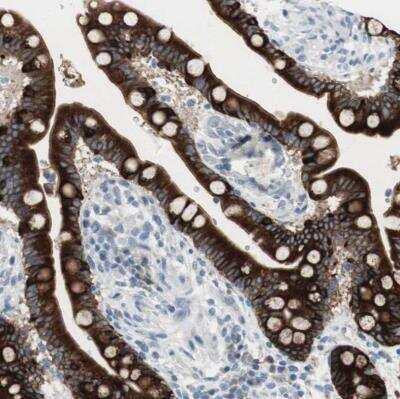 Immunohistochemistry-Paraffin: AG-2 Antibody [NBP1-89212] - Staining of human colon shows moderate to strong cytoplasmic positivity in glandular cells.