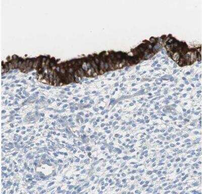 Immunohistochemistry-Paraffin: AG-2 Antibody [NBP1-89212] - Staining of human endometrium shows moderate to strong cytoplasmic positivity in glandular cells.