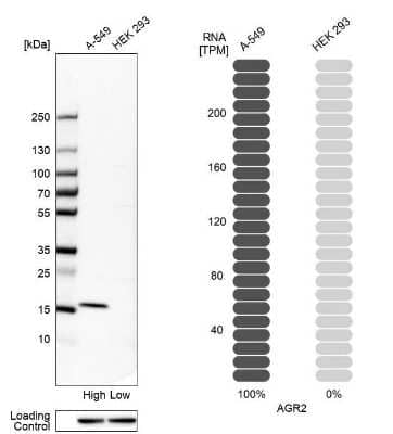 Western Blot: AG-2 Antibody [NBP1-89212] - Analysis in human cell lines A-549 and HEK293 using anti-AGR2 antibody. Corresponding AGR2 RNA-seq data are presented for the same cell lines. Loading control: anti-HSP90B1.