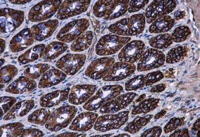 Immunohistochemistry-Paraffin: AG-3/AGR3 Antibody [NBP2-15307] - Paraffin-embedded rat colon  diluted at 1:500.