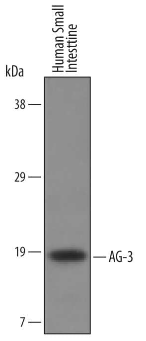 Western blot shows lysates of human small intestine tissue. PVDF Membrane was probed with 0.5 µg/mL of Human AG-3 Antigen Affinity-purified Polyclonal Antibody (Catalog # AF6307) followed by HRP-conjugated Anti-Sheep IgG Secondary Antibody (Catalog # HAF016). A specific band was detected for AG-3 at approximately 19kDa (as indicated). This experiment was conducted under reducing conditions and using Immunoblot Buffer Group 1.