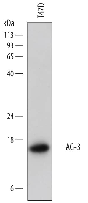 Western blot shows lysates of T47D human breast cancer cell line. PVDF membrane was probed with 1 µg/mL of Mouse Anti-Human AG-3 Monoclonal Antibody (Catalog # MAB6307) followed by HRP-conjugated Anti-Mouse IgG Secondary Antibody (Catalog # HAF018). A specific band was detected for AG-3 at approximately 16 kDa (as indicated). This experiment was conducted under reducing conditions and using Immunoblot Buffer Group 1.