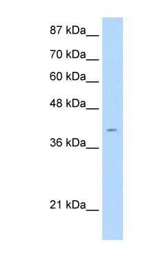 Western Blot: AGER Antibody [NBP1-59048] - Jurkat cell lysate, Antibody Titration: 2.5ug/ml