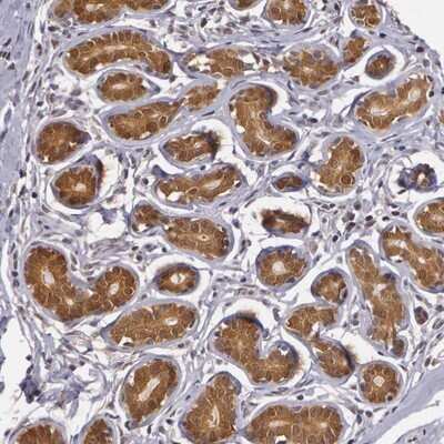 Immunohistochemistry-Paraffin: AHSA1 Antibody [NBP1-88419] - Staining of human breast shows strong cytoplasmic positivity in glandular cells.