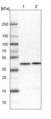 Western Blot: AHSA1 Antibody [NBP1-88419] - Lane 1: NIH-3T3 cell lysate (Mouse embryonic fibroblast cells). Lane 2: NBT-II cell lysate (Rat Wistar bladder tumor cells).
