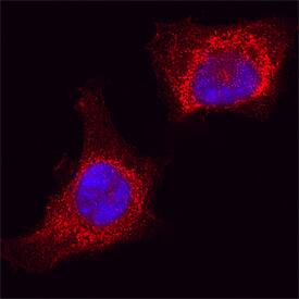 AIF was detected in formaldehyde fixed HeLa human cervical epithelial carcinoma cell line using Rabbit Anti-Human/Mouse/Rat AIF Biotinylated Antigen Affinity-purified Polyclonal Antibody (Catalog # BAF1457) at 5 µg/mL overnight at 4° C. Cells were stained using the NorthernLights™ 557-conjugated Streptavidin (red; Catalog # NL999) and counterstained with DAPI (blue). Specific staining was localized to mitochondria. View our protocol for Fluorescent ICC Staining of Cells on Coverslips.