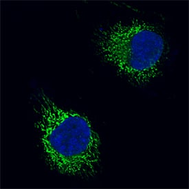 AIF was detected in formaldehyde fixed HeLa human cervical epithelial carcinoma cell line using Rabbit Anti-Human/Mouse/Rat AIF Alexa Fluor® 488‑conjugated Antigen Affinity-purified Polyclonal Antibody (green; Catalog # IC1457G) at 1:10 dilution overnight at 4 ° C and counterstained with DAPI (blue). Specific staining was localized to mitochondria. View our protocol for Fluorescent ICC Staining of Cells on Coverslips.