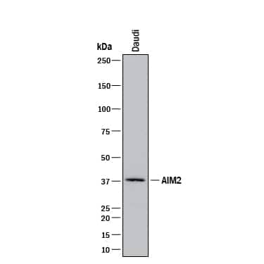 Western blot shows lysates of Daudi human Burkitt's lymphoma cell line. PVDF membrane was probed with 2 µg/mL of Rabbit Anti-Human AIM2 Monoclonal Antibody (Catalog # MAB9965) followed by HRP-conjugated Anti-Rabbit IgG Secondary Antibody (Catalog # HAF008). A specific band was detected for AIM2 at approximately 40 kDa (as indicated). This experiment was conducted under reducing conditions and using Immunoblot Buffer Group 1.