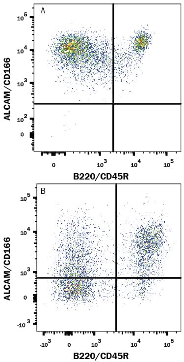 Mouse Splenocytes either (A) activated or (B) resting were stained with Goat Anti-Mouse ALCAM/CD166 PE-conjugated Antigen Affinity-purified Polyclonal Antibody (Catalog # FAB1172P) and Rat Anti-Mouse B220/CD45R APC-conjugated Monoclonal Antibody (Catalog # FAB1217A). Quadrant markers were set based on control antibody staining (Catalog # IC108P). View our protocol for Staining Membrane-associated Proteins.