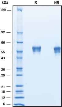2 μg/lane of Recombinant Mouse AMIGO was resolved with SDS-PAGE underreducing (R) and non-reducing (NR) conditions and visualized by Coomassie® Bluestaining, showing bands at 49-62 kDa.