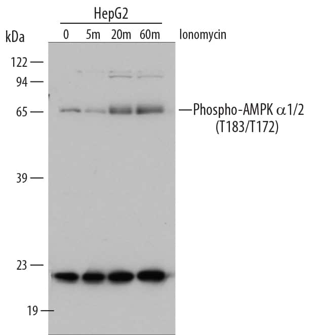 Western blot shows lysates of HepG2 human hepatocellular carcinoma cell line treated with 1 µM ionomycin for the indicated times in minutes. PVDF membrane was probed with 1 µg/mL of Rabbit Anti-Human Phospho-AMPKa1/2 (T183/T172) Antigen Affinity-purified Polyclonal Antibody, followed by HRP-conjugated Anti-Rabbit IgG Secondary Antibody (Catalog # HAF008). A specific band was detected for Phospho-AMPKa1/2 (T183/T172) at approximately 63 kDa (as indicated). This experiment was conducted under reducing conditions and using Immunoblot Buffer Group 2.