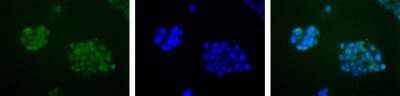 Immunocytochemistry/Immunofluorescence: APE Antibody [NB100-101] - Detection of APE1 (Green) in HepG2 cells using NB100-101. Nuclei (Blue) are counterstained with Hoechst 33258.