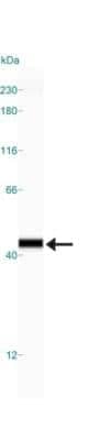 Simple Western: APE Antibody [NB100-101] - Lane view shows a specific band for APE1 in 0.1 mg/ml of HeLa lysate.  This experiment was performed under reducing conditions using the 12-230 kDa separation system.