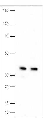 Western Blot: APE Antibody [NB100-101] - SH-SY5Y (nuclear extract) tested at 1:1000 dilution. Image provided by verified customer review.