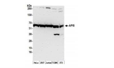 Western Blot: API5 Antibody [NBP1-46223] - Whole cell lysate (50 ug) from HeLa, HEK293T, Jurkat, mouse TCMK-1, and mouse NIH 3T3 cells prepared using NETN lysis buffer. Antibody: Affinity purified rabbitanti-API5 antibody A302-784A used for WB at 0.1 ug/ml.  detection:Chemiluminescence with an exposure time of 3 minutes.