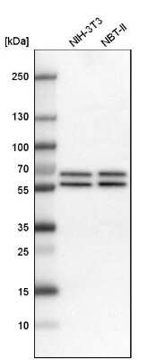 Western Blot: API5 Antibody [NBP1-89326] - Analysis in mouse cell line NIH-3T3 and rat cell line NBT-II.