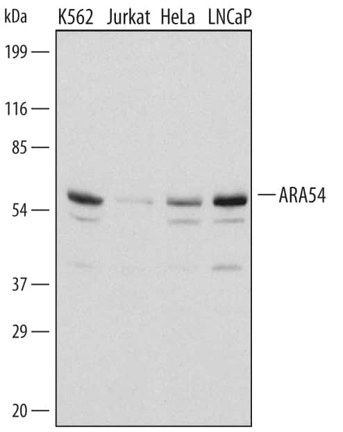 Western blot shows lysates of K562 human chronic myelogenous leukemia cell line, Jurkat human acute T cell leukemia cell line, HeLa human cervical epithelial carcinoma cell line, and LNCaP human prostate cancer cell line. PVDF membrane was probed with 1 µg/mL of Human ARA54 Antigen Affinity-purified Polyclonal Antibody (Catalog # AF5124) followed by HRP-conjugated Anti-Sheep IgG Secondary Antibody (Catalog # HAF016). A specific band was detected for ARA54 at approximately 55 kDa (as indicated). This experiment was conducted under reducing conditions and using Immunoblot Buffer Group 3.