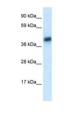 Western Blot: ASGPR1 Antibody [NBP1-54385] - Liver, concentration 0.6ug/ml.