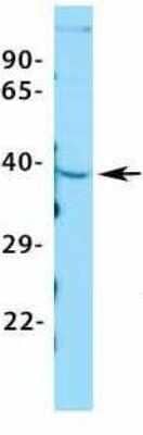 Western Blot: ASGPR1 Antibody [NBP1-54385] - Tissue: HepG2.