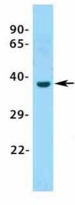 Western Blot: ASGPR1 Antibody [NBP1-54385] - Tissue: Human Fetal Heart.
