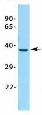 Western Blot: ASGPR1 Antibody [NBP1-54385] - Tissue: Human Fetal Kidney.
